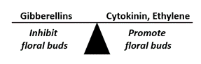 GA vs Cytokinin